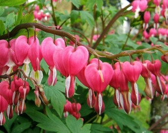 Rare and Unique Bleeding Heart Flower, 5 Seeds, Non GMO