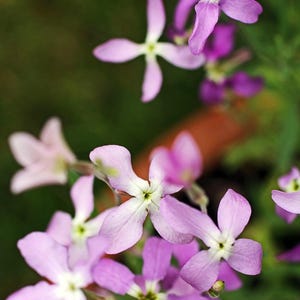Night Scented Stock, Evening stock, 3g / 1000 Seeds, Matthiola Bicornis, GMO Free