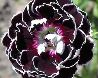 Chinese Carnations 