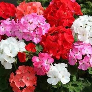 Geranien Blumen MIX, 0,1 g / 25 Samen, Pelargonium Zonale, GMO Frei
