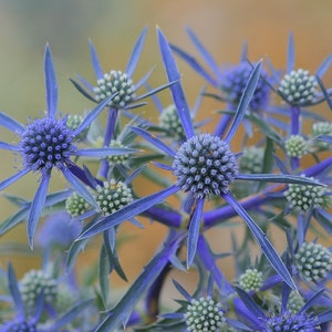 Blue Eryngo, non GMO, Seeds