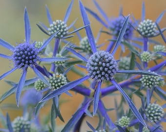 Blue Eryngo, non GMO, Seeds