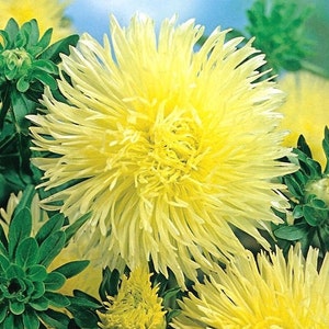 May include: A close-up of a yellow aster flower with many petals. The flower is in bloom and has a bright yellow colour.