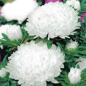 May include: Close-up of white aster flowers with fluffy petals. The flowers are in full bloom and have a delicate, soft appearance.