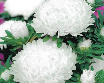 Aster tall Peony white, 1 g / 100 seeds, Callistephus chines is, GMO Free