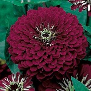 Zinnia Flower, Violet Queen, Organic, GMO free, 100 seeds