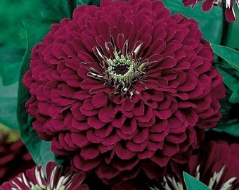 Zinnia Flower, Violet Queen, Orgánico, Libre de OGM, 100 semillas