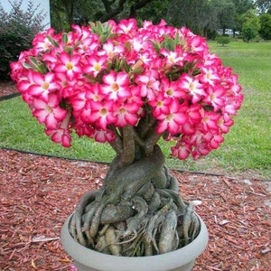 Rosa del desierto, 5 semillas, Adenium obesum, sin OMG