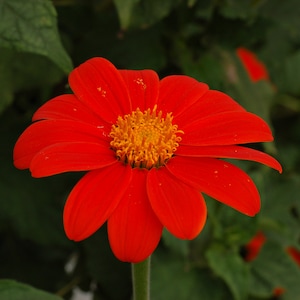 Mexican sunflower,Tithonia rotundifolia - 50 Seeds - Non GMO