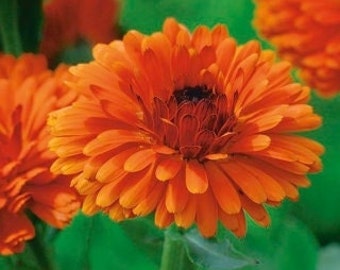 Common Marigold Indian Prince Orange Flowers, 1g / 100 Organic Seeds, Calendula Officinalis, GMO Free