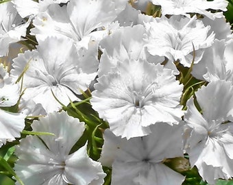 Carnation Albus, White Sweet William, 0.5 g / 200 Seeds, Dianthus Barbatus, GMO Free