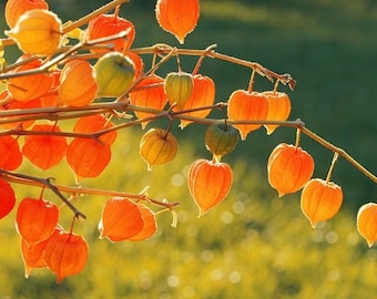 Physalis alkekengi, Blaas kers, Chinese lantaarn, Japans-lantaarn, Aardbei grondslagerij, Winterkers, GMO vrij, 0.3g/150 Zaden