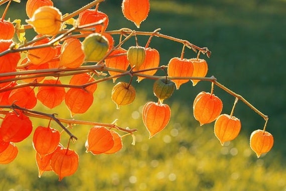 Buy Chinese Lantern Seeds, Physalis Alkekengi, Fall Decor (150