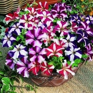Petunia Dvärgstjärna Blandade Färger, 0,1 g / 50 Frön, Petunia multiflora, icke-GMO