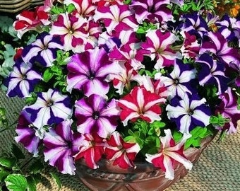 Petunia Dwarf Star Mixed Colors, 0.1 g / 50 Seeds, Petunia multiflora, non GMO