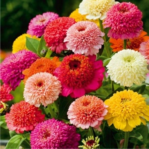 Zinnia Scabiosa Flowered Mix, 1 g / 40 Premium Zaden, Zinnia elegans scabiosaeflora, GMO Vrij