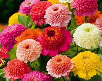 Semillas de Zinnia Scabiosa con flores mixtas, Zinnia Elegans (40 semillas premium)