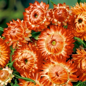 Strawflower Orange, non GMO, 1000 Seeds