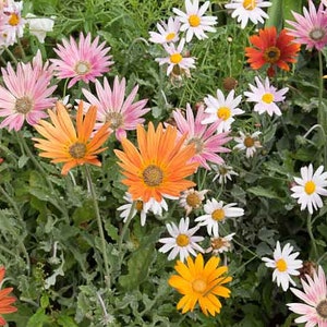 Arctotis, African Daisy, Organic, Non GMO, 80 Seeds image 2