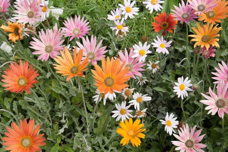 Arctotis, African Daisy, Organic, Non GMO, 80 Seeds image 2