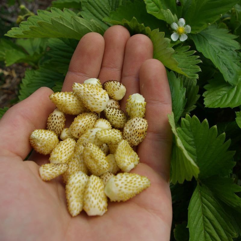Fragola, proprietà delle fragole, benefici