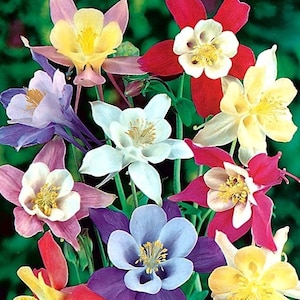 Colorado Blue Columbine, Rocky Mountain Columbine, Aquilegia caerulea - non GMO - Seeds