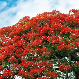 Flamboyant Flame Tree, Delonix Regia, Royal Ponciana, GMO free, 5 Seeds image 4