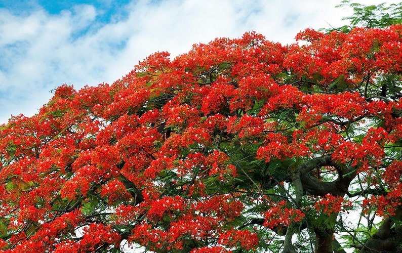 Flamboyant Flame Tree, Delonix Regia, Royal Ponciana, GMO free, 5 Seeds image 4