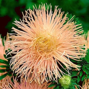 May include: A close-up of a pale pink aster flower with a yellow centre. The flower has long, thin petals that are arranged in a spiral pattern. The flower is in bloom and has a delicate, feminine appearance.
