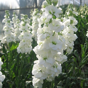 Garden Stock white, Matthiola incana white, Brompton stock, gilly-flower , 150 Seeds, Non GMO image 2