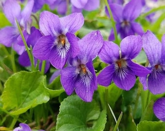 Wood violet, sweet violet, English violet, Florist's violet, Garden violet,  0.3 g / 100 seeds - Viola odorata - GMO Free