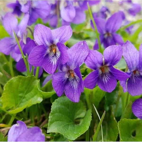 Wood violet, sweet violet, English violet, Florist's violet, Garden violet,  0.3 g / 100 seeds - Viola odorata - GMO Free