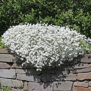Snów-in-semmer, 0.2 g / 100 Seeds, Cerastium tomentosum, GMO Free