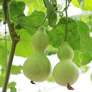 Gourd Unique,  1 g / 10 seeds, Lagenaria siceraria, non GMO