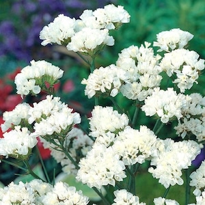May include: A bouquet of white statice flowers with small, fluffy blooms. The flowers are arranged in a cluster and have a delicate, airy appearance.
