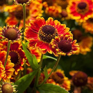 Sneezeweed, Helen&#39;s Flower, 0,1 g / 400 Bio-Samen, Helenium Autumnale, GMO FREI