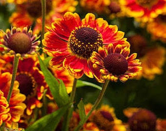 Sneezeweed, Helen’s Flower, 0.1g / 400 Organic Seeds, Helenium Autumnale, GMO FREE