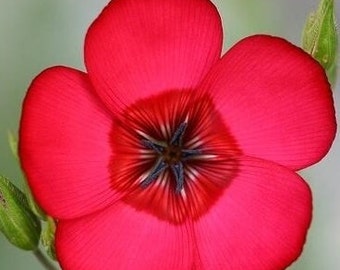 Red Scarlet Flax Flowering, 1g / 100 Seeds, Linum Grandiflorum, GMO Free