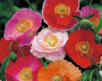 Poppy il_340x270.3143602102_62ae.jpg