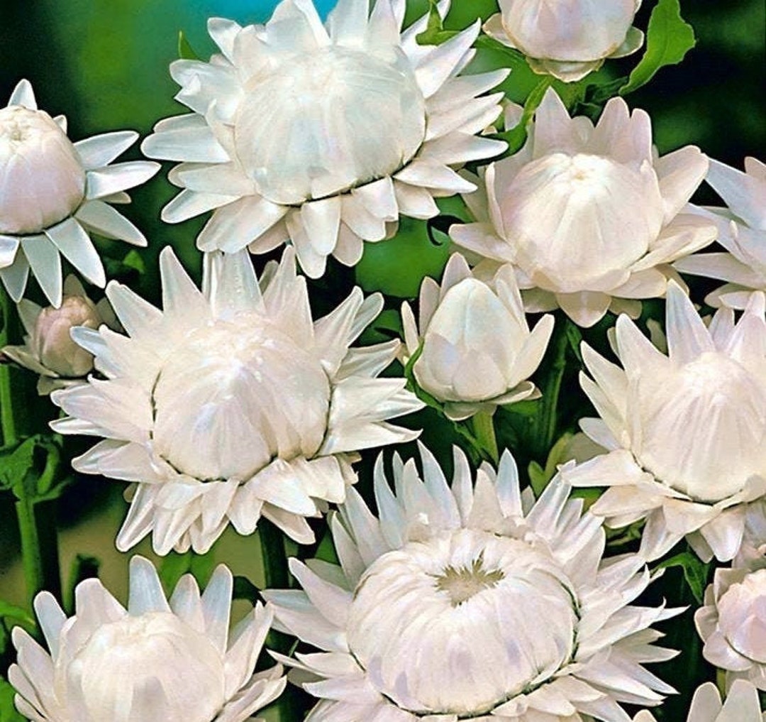 ストローフラワーホワイト、非遺伝子組み換え、200粒 - Etsy 日本