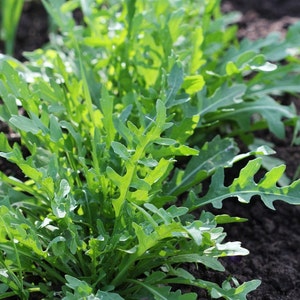 Rocket, arugula, ruchetta, rucola, rucoli, rugula - GMO Free - Seeds