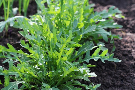 Rocket, Arugula, Ruchetta, Rucola, Rucoli, Rugula GMO Free Seeds - Etsy  Hong Kong