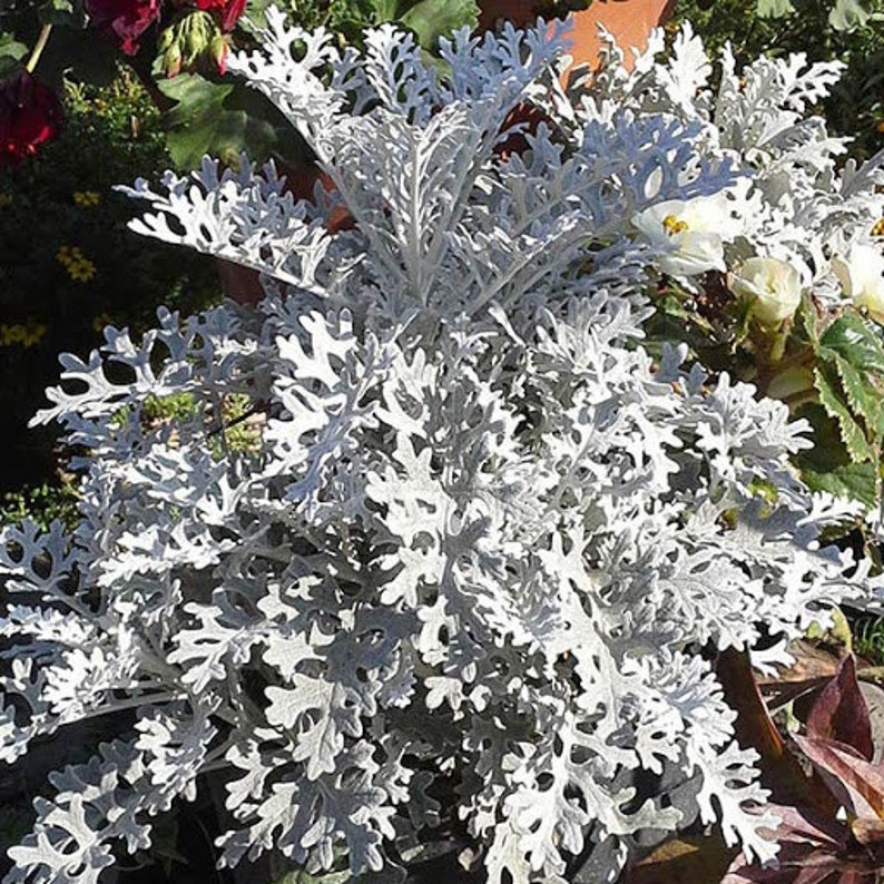 Jacobaea maritima, Silver ragwort, Dusty Miller 0.2 g / 100 seeds, Cineraria maritima GMO free image 1