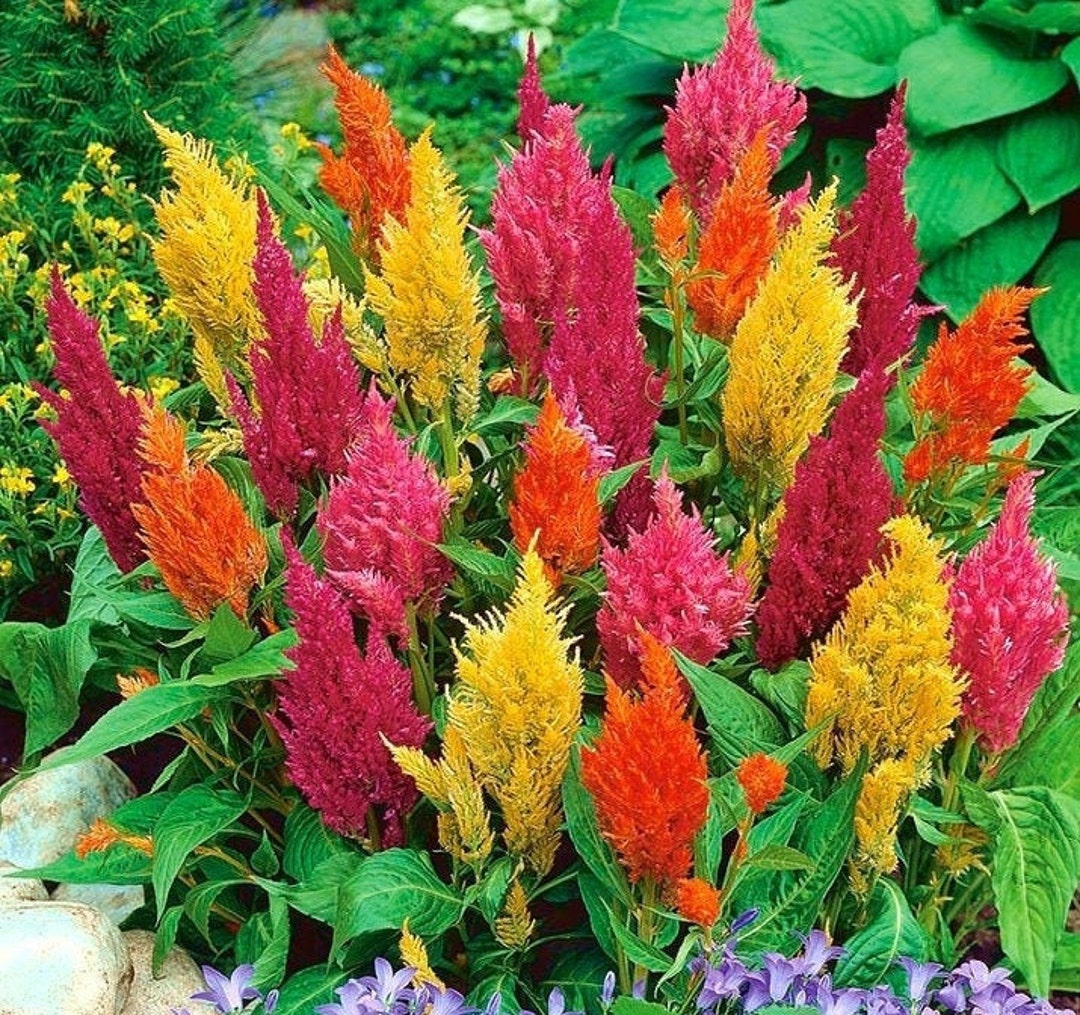 Celosia Argentea Cockscomb Celosia Argentea Cockscomb