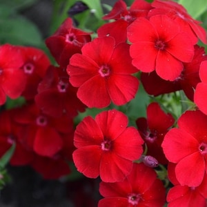 Phlox Drummondii red, annual phlox, non GMO, 50 seeds
