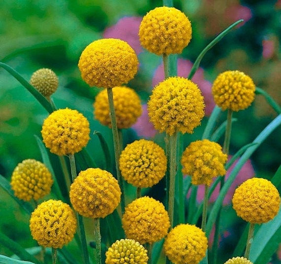 Craspedia - Billy Balls - Billy Buttons (Yellow Ball Flowers)