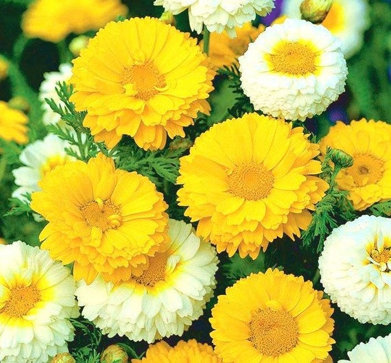 Buy Garland Daisy Chop-suey Greens Flowers Mix, 1g / 300 Seeds,  Chrysanthemum Coronarium, GMO FREE Online in India - Etsy