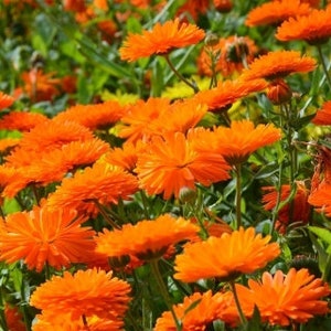 Pot Marigold Geisha Girl, 1 g / 50 Organic Seeds, Calendula officinalis, non GMO