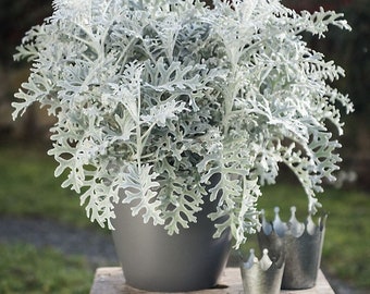 Silverdust, Dusty Miller, Silber-Ragwort - 0,2 g / 100 Samen, Sencio Cineraria - GMO frei