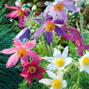 Pasqueflower Mixed Colors, non GMO, 50 Seeds